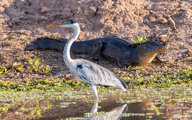 Héron cocoi, Ardea cocoi et Jacara, Caiman yacare