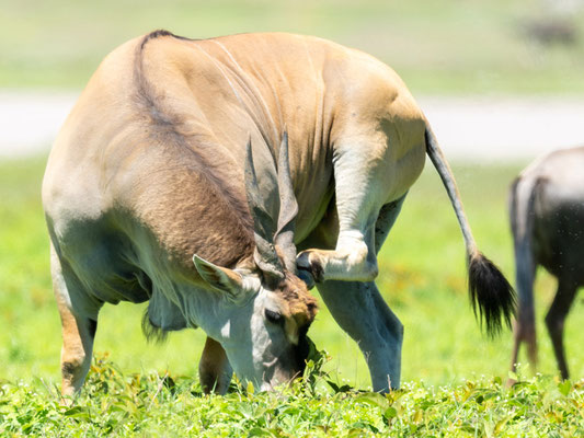  Eland commun, Taurotragus oryx.