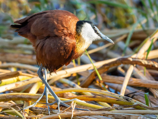 African Jacana, Actophilornis africanus