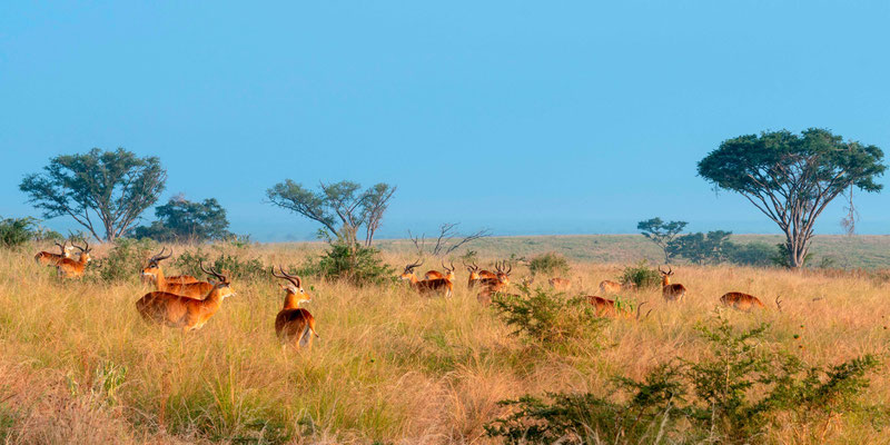 Group of Ugandan kob , Kobus kob thomasi