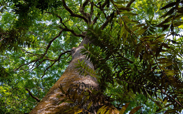 Forest atmosphere at Jardim Amazonia