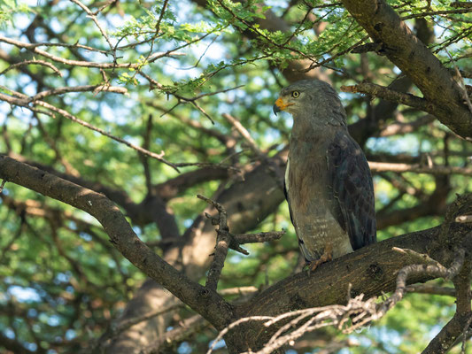 Western Banded Snake Eagle, Circaetus cinerascens