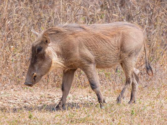 Phacochère Commun, Phacochoerus africanus