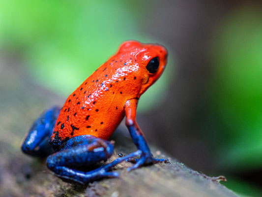 Strawberry poison frog, Oophaga pumilio 