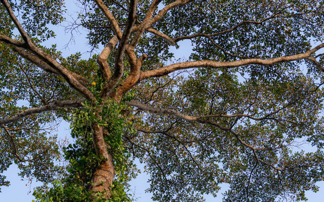 Magnifique arbre dans la forêt d'Atewa