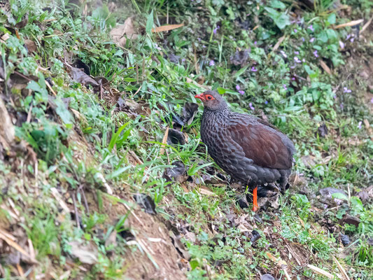 Francolin noble, Pternistis nobilis