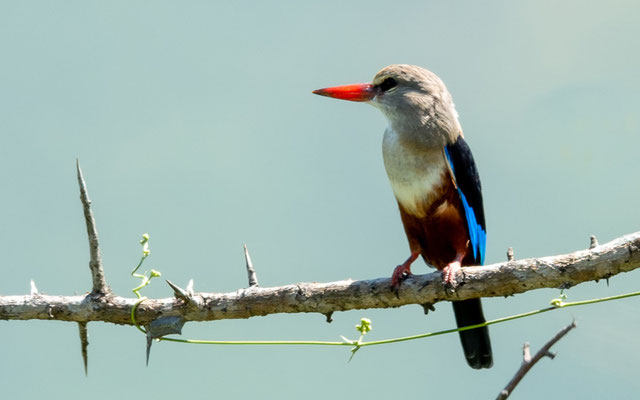 Martin-chasseur à tête grise, Halcyon leucocephala