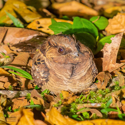 Engoulevent pauraqué, Nyctidromus albicolli