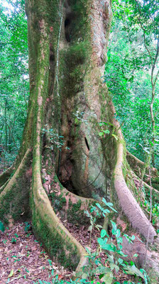 Forêt de Kibale.