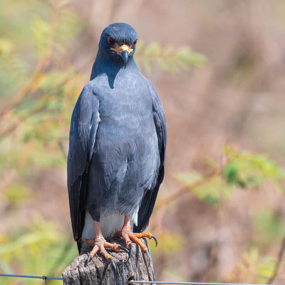  Buse urubu, Buteogallus urubitinga