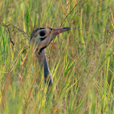 Outarde du Sénégal, Eupodotis senegalensis