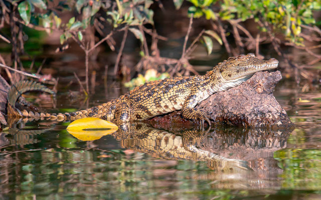 Crocodile du Nil, Crocodylus niloticus