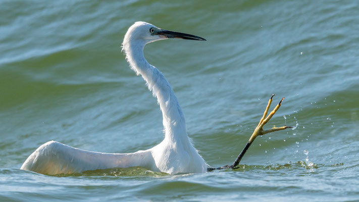 Aigrette garzette, Egretta garzetta