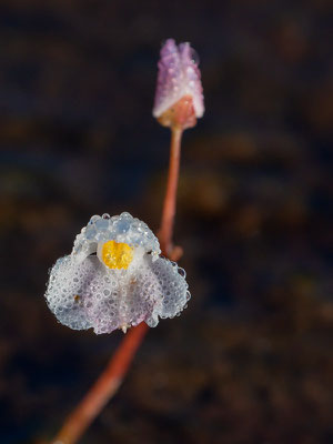 Utricularia sp.