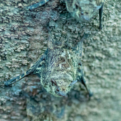 Chauve-souris à long nez, Rhynchonycteris naso