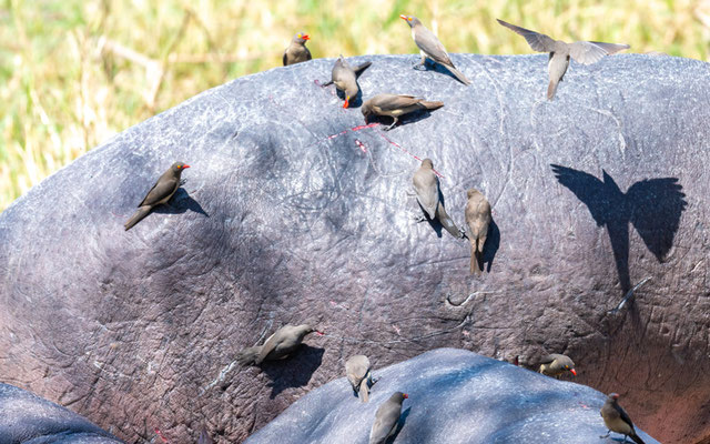 Hippopotamus, Hippopotamus amphibius with their devoted Red-billed Woodpecker Buphagus erythrorynchus
