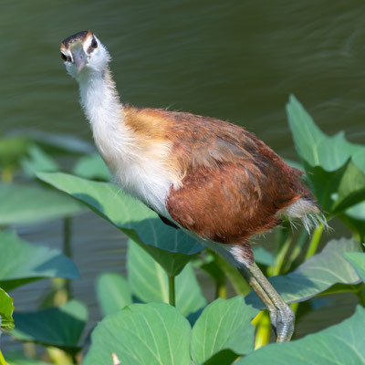 Jacana à poitrine dorée,  Actophilornis africanus