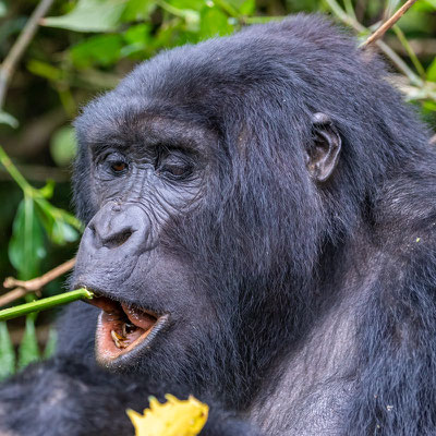 Mountain Gorilla, Gorilla beringei beringei