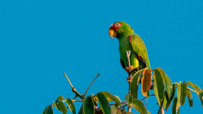 Amazone à front blanc, Amazona albifrons