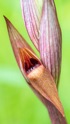 Serapias soc, Serapias vomeracea