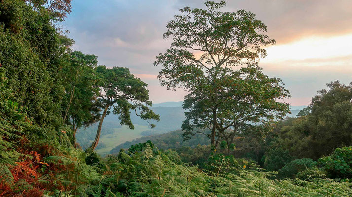 Encore un peu de magie des paysages de cette forêt impénétrable