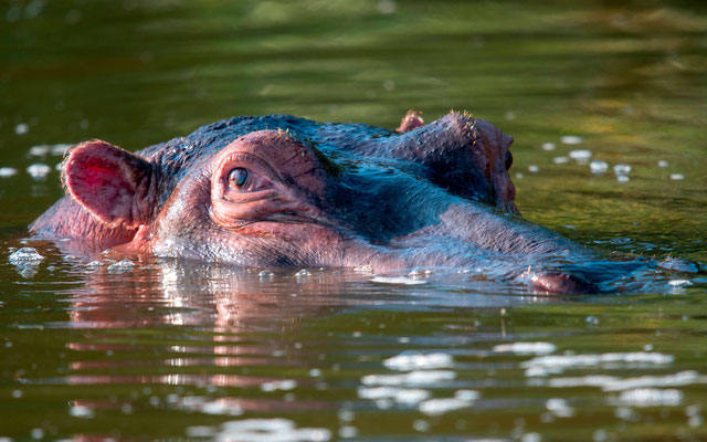 Hippopotame amphibie, Hippopotamus amphibius