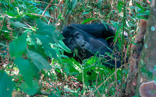 Les fameux Gorille des montagnes, Gorilla beringei beringei