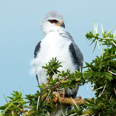 Élanion blanc,  Elanus caeruleus