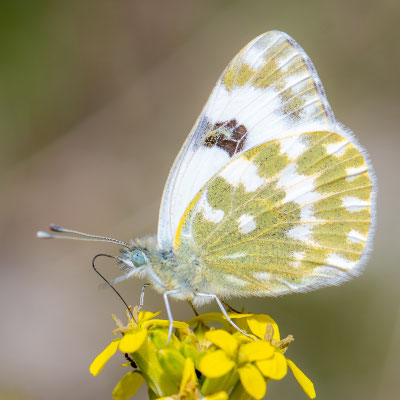 Pontia edusa, Marbré de Fabricius
