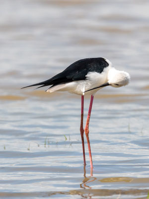 Échasse blanche Himantopus himantopus, espèce toujours aussi photogénique!