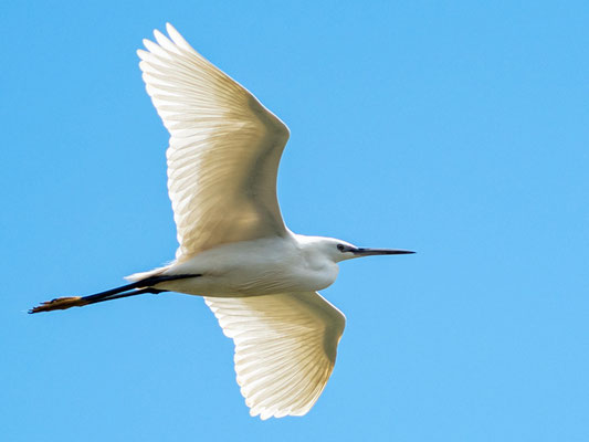 Aigrette garzette, Egretta garzetta