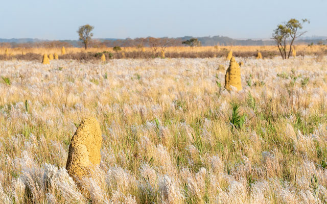 Savane typique du Cerrado