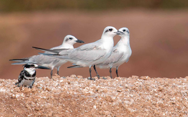  Sterne de Hansel, Sterna nilotica et Alcyon pie, Ceryle rudis