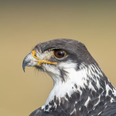 Portrait de Buse augure, Buteo augur