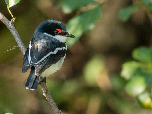 Pririt à collier mâle  , Platysteira cyanea. Hara lodge