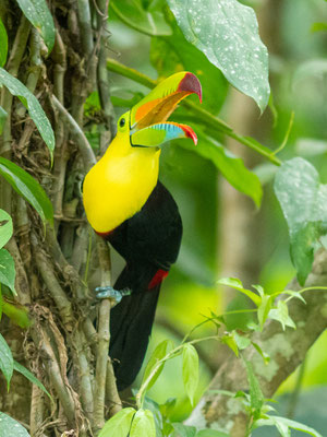 Toucan à carène, Ramphastos sulfuratus