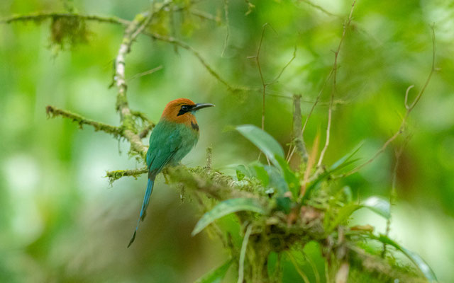 Motmot à bec large, Electron platyrhynchum