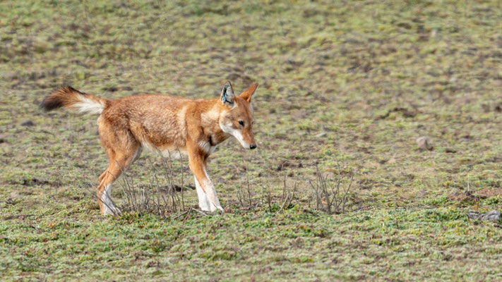 Loup d'Abyssinie, Canis simensis. Individu marqué, car vacciné contre la rage.