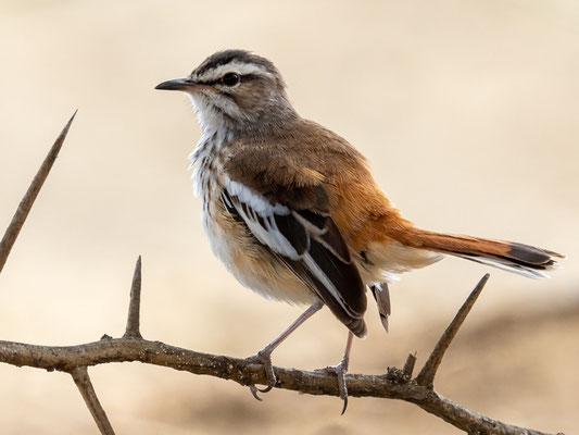 White-browed Scrub Robin, Cercotrichas leucophrys