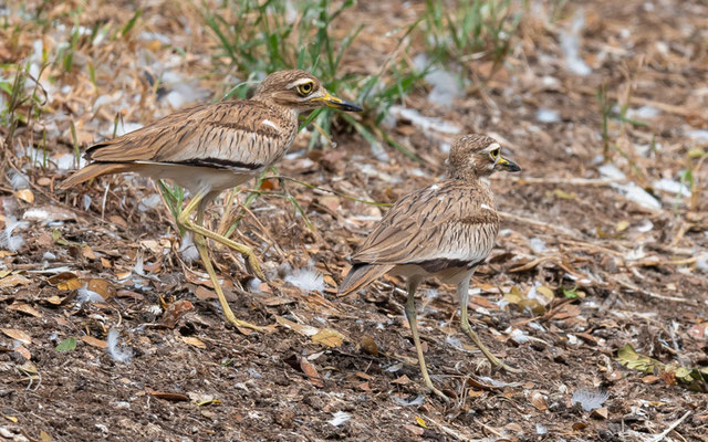  Oedicnème du Sénégal, Burhinus senegalensis