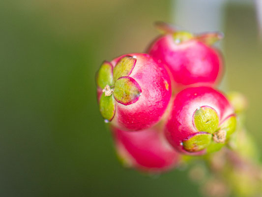 Fruit indéterminée