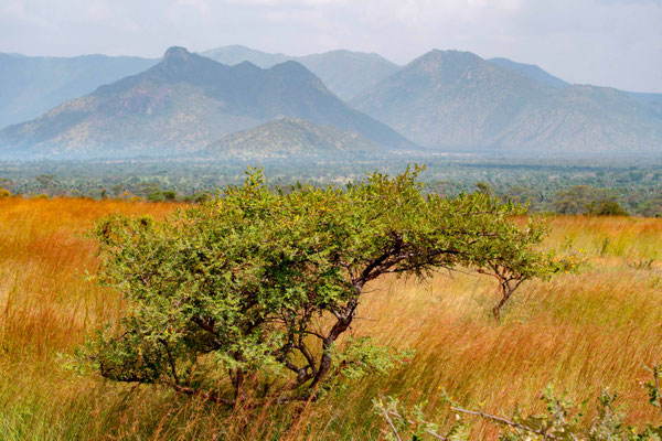 Paysage du PN de Kidepo