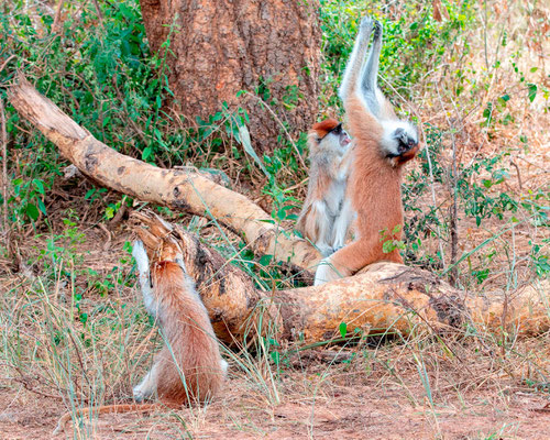 Patas, Erythrocebus patas. Séance d'épouillage intense