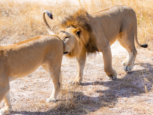 Lion, Panthera leo