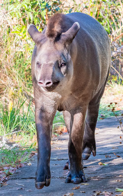 Tapir du Brésil, Tapirus terrestris