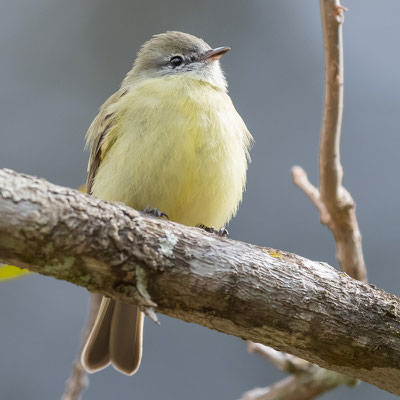  Tyranneau verdin, Phyllomyias virescens