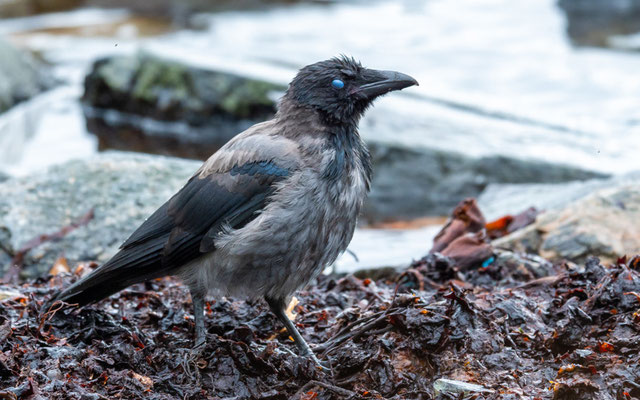 Hooded Crow, Corvus cornix