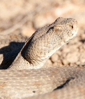 Vipère du Levant,  Macrovipera lebetina