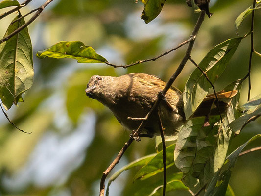  Bulbul d'Ansorge, Eurillas ansorgei