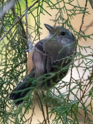  Batara bleuâtre, Thamnophilus caerulescens